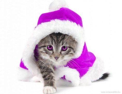 christmas-cat-1366-768-4692jku_749x579.jpg
